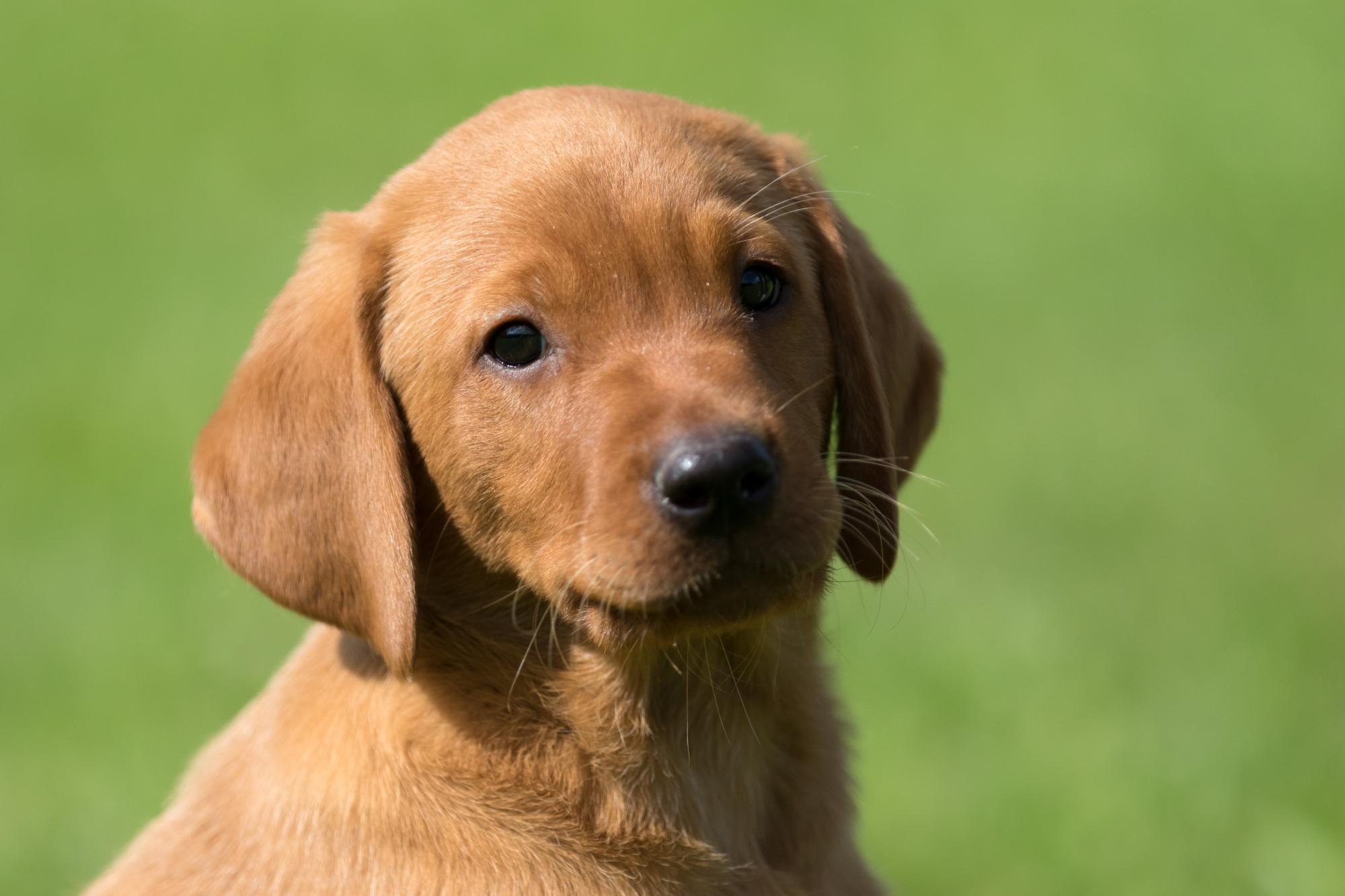 Retriever - Training & Zucht - Zucht